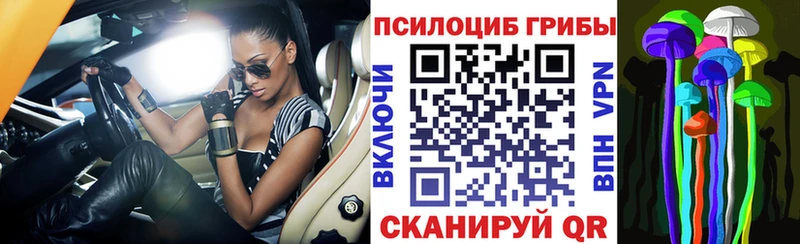 Купить где  Дрезна  Галлюциногенные грибы Psilocybe 